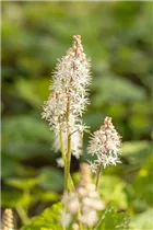  - Tiarella cordifolia