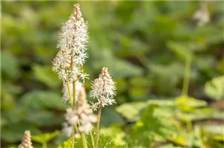  - Tiarella cordifolia
