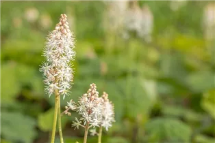  - Tiarella cordifolia
