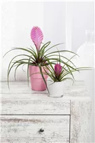  - Tillandsia