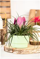  - Tillandsia
