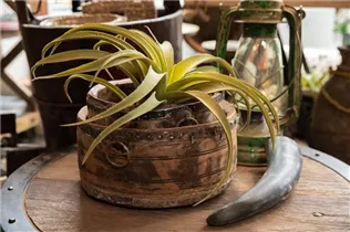  - Tillandsia