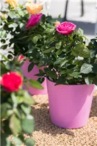 - Topfrose  - Topfrose