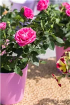 - Topfrose  - Topfrose