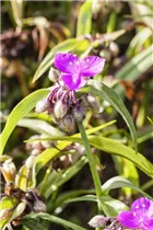  - Tradescantia andersoniana