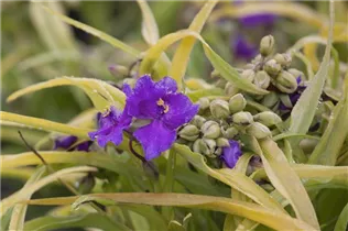  - Tradescantia andersoniana