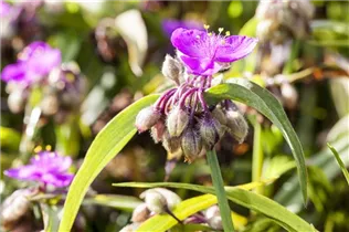  - Tradescantia andersoniana