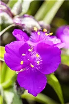  - Tradescantia andersoniana