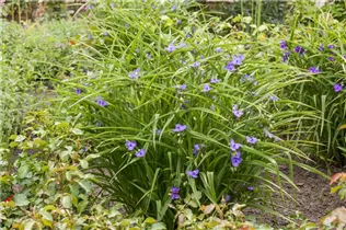  - Tradescantia andersoniana