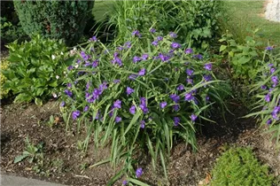  - Tradescantia andersoniana
