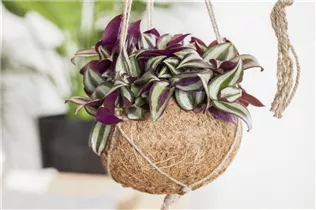 - Tradescantia zebrina  - Tradescantia zebrina