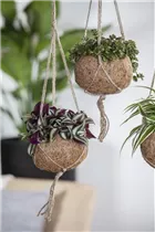 - Tradescantia zebrina  - Tradescantia zebrina