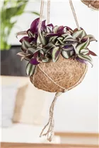 - Tradescantia zebrina  - Tradescantia zebrina