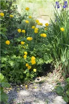  - Trollius europaeus
