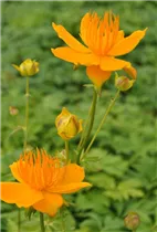  - Trollius europaeus