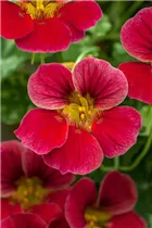  - Tropaeolum majus 'Alaska Raspberry'