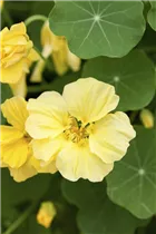  - Tropaeolum majus