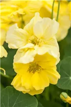  - Tropaeolum majus