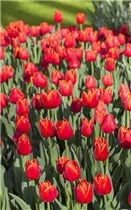  - Tulipa Triumph