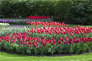  - Tulipa Triumph
