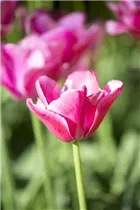  - Tulipa Triumph