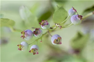 - Vaccinium corymbosum  - Vaccinium corymbosum