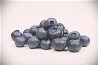 - Vaccinium corymbosum  - Vaccinium corymbosum