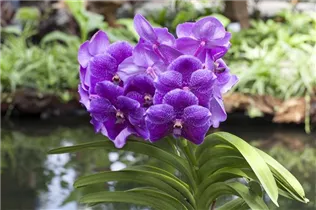 - Vanda  - Vanda