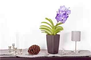 - Vanda  - Vanda