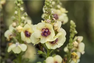  - Verbascum x cultorum