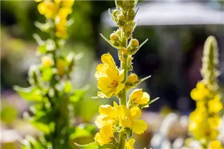  - Verbascum x cultorum