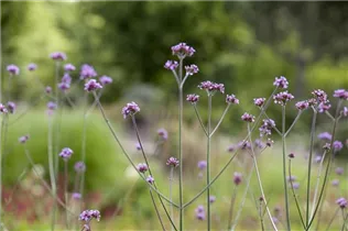 - Verbena bonariensis  - Verbena bonariensis