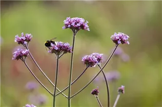 - Verbena bonariensis  - Verbena bonariensis