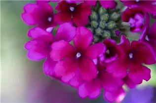 - Verbena Hybride  - Verbena Hybride