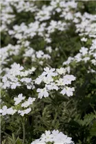 - Verbena Hybride  - Verbena Hybride