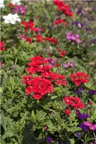 - Verbena Hybride  - Verbena Hybride