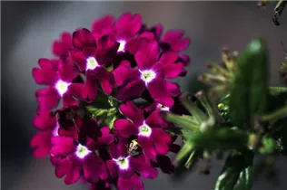 - Verbena Hybride  - Verbena Hybride