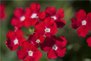 - Verbena Hybride  - Verbena Hybride