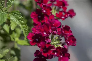 - Verbena Hybride  - Verbena Hybride