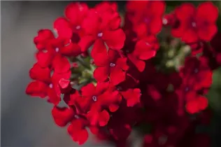 - Verbena Hybride  - Verbena Hybride