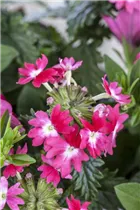 - Verbena Hybride  - Verbena Hybride