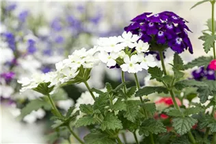  - Verbena 'Trixi'®
