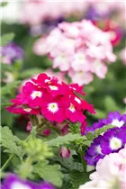  - Verbena 'Trixi'®