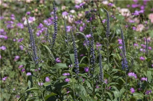  - Veronica spicata