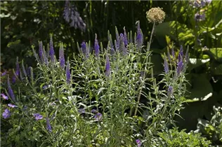  - Veronica spicata