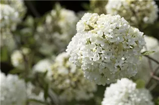  - Viburnum 'Eskimo'