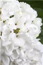  - Viburnum 'Eskimo'