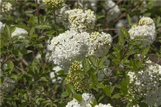  - Viburnum 'Eskimo'