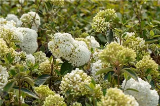  - Viburnum 'Eskimo'