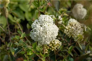  - Viburnum 'Eskimo'